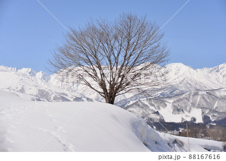 早春の一本桜と雪景色 早春の一本桜と雪景色 88167616