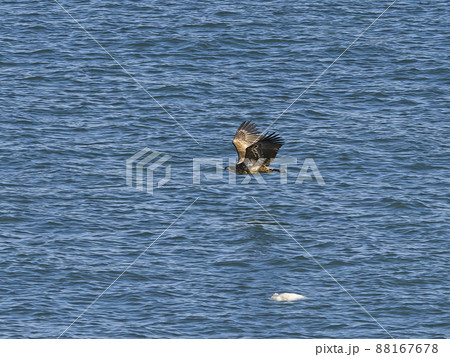 海面近くを飛ぶワシ 海面近くを飛ぶワシ 88167678