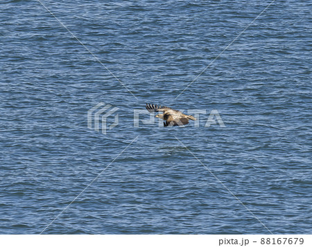 海面近くを飛ぶワシ 88167679
