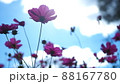 コスモス　 88167780
