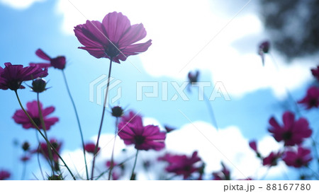 コスモス　 88167780