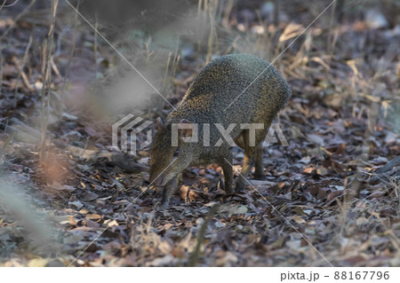 Azara's agouti ,Dasyprocta azarae, Pantanal , Brazil 88167796