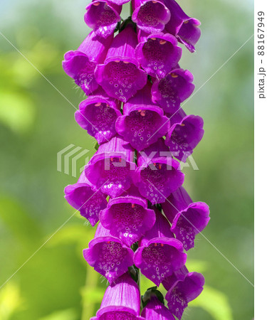 Flowering Foxglove purple - belongs to the Plantain family. Flowering Foxglove purple - belongs to the Plantain family. 88167949