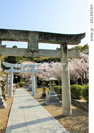 福岡市の満開の桜と大神神社 88168364