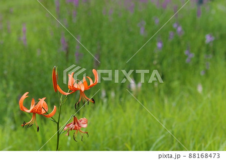 コオニユリとサワギキョウ 山野草 草原 コオニユリとサワギキョウ 山野草 草原 88168473