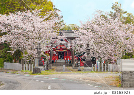 神社と桜 神社と桜 88168923