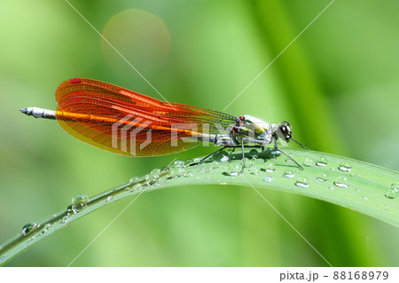 カワトンボ（オス・橙色翅型） 88168979