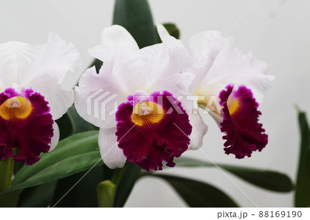 カトレヤ　Cattleya 88169190