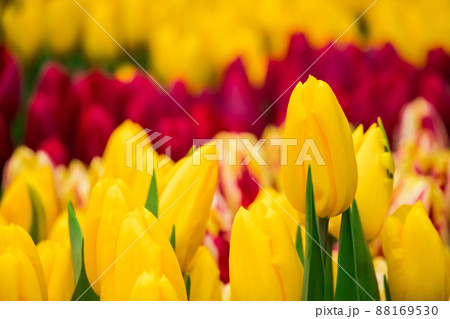 Background from bright colorful tulips. Spring flowers Background from bright colorful tulips. Spring flowers 88169530