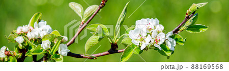 Cherry flowers on a branch close-up. Blooming tree in the garden. 88169568