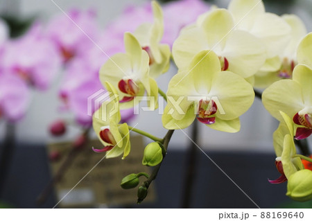 コチョウラン　Orchid 88169640