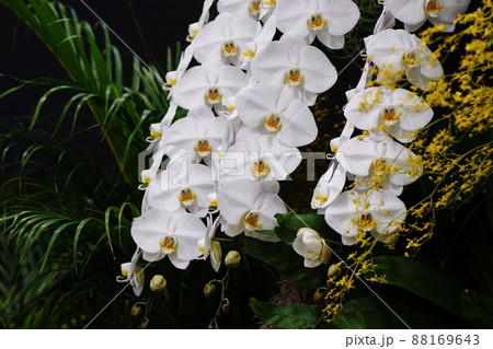 コチョウラン　Orchid 88169643