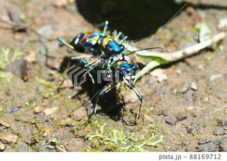 ハンミョウ(ナミハンミョウ)ペア ハンミョウ(ナミハンミョウ)ペア 88169712