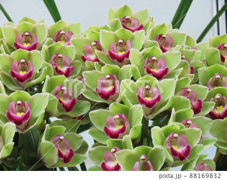 シンビジウム Cymbidium シンビジウム Cymbidium 88169832