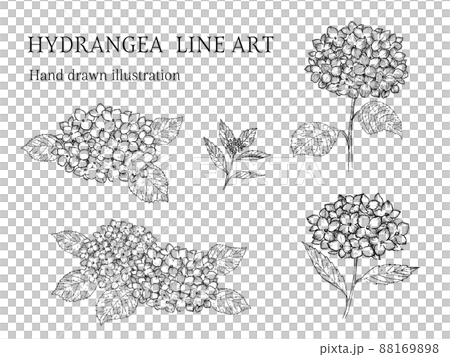 あじさいのペン画セット ラインアート 背景透過のイラスト素材 1698