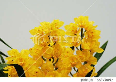 シンビジウム Cymbidium シンビジウム Cymbidium 88170097