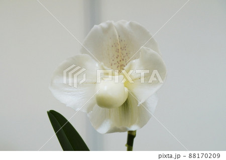 パフィオペディラム　Paphiopedilum 88170209