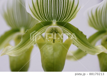 パフィオペディラム Paphiopedilum パフィオペディラム Paphiopedilum 88170213