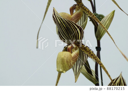 パフィオペディラム Paphiopedilum パフィオペディラム Paphiopedilum 88170215