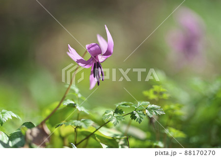 カタクリの花 88170270