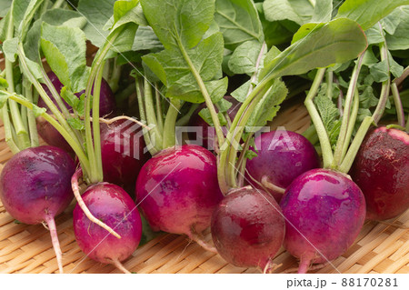 ラデッシュ ラデッシュ 88170281