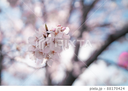桜 桜 88170424