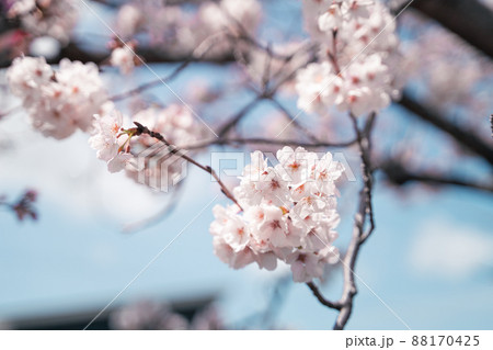 桜 桜 88170425