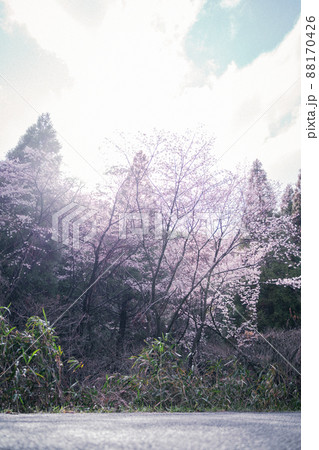桜と太陽 桜と太陽 88170426