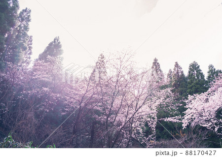 桜と太陽 桜と太陽 88170427