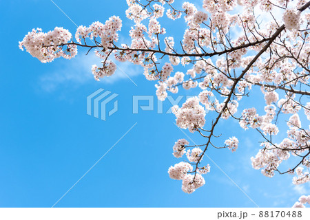 春、満開の桜と青空のイメージ 88170488