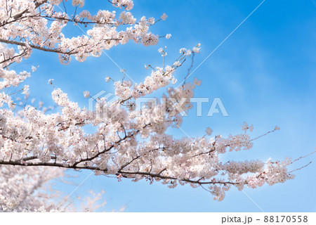 春、満開の桜と青空のイメージ 春、満開の桜と青空のイメージ 88170558