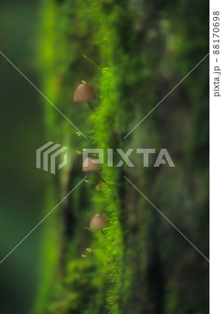 森のキノコ 森のキノコ 88170698