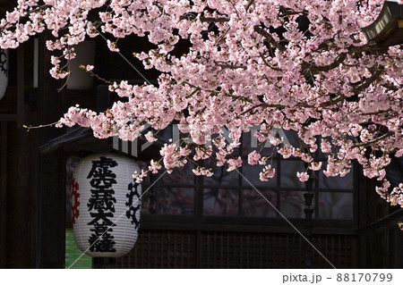 虚空蔵法輪寺 さくら 虚空蔵法輪寺 さくら 88170799