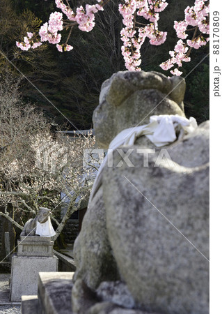 虚空蔵法輪寺　桜と狛牛 88170809