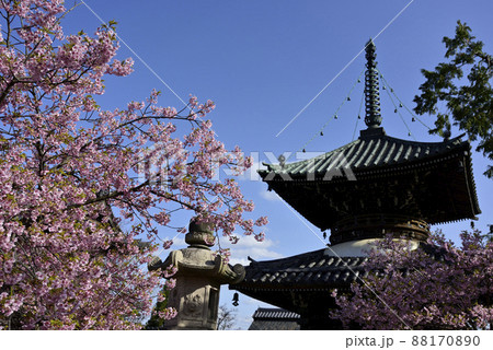 清凉寺(嵯峨釈迦堂)河津桜と多宝塔 清凉寺(嵯峨釈迦堂)河津桜と多宝塔 88170890