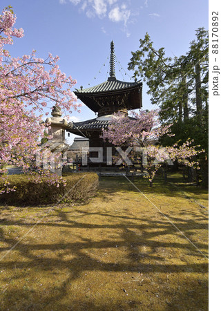 清凉寺(嵯峨釈迦堂)河津桜と多宝塔 清凉寺(嵯峨釈迦堂)河津桜と多宝塔 88170892