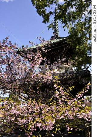 清凉寺（嵯峨釈迦堂）河津桜と多宝塔 88170894