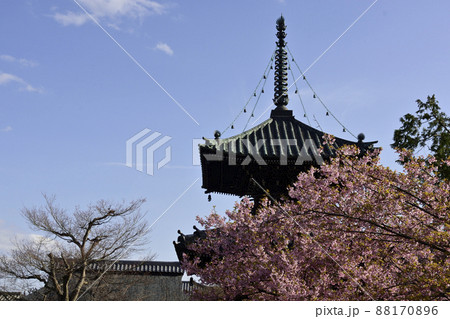 清凉寺（嵯峨釈迦堂）河津桜と多宝塔 88170896