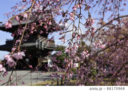 清凉寺(嵯峨釈迦堂)河津桜と仁王門(楼門) 清凉寺(嵯峨釈迦堂)河津桜と仁王門(楼門) 88170968