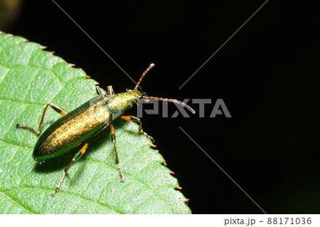 アオハムシダマシ アオハムシダマシ 88171036