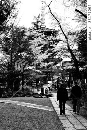 モノクローム神社仏閣　参拝者の歩　桜咲く境内、五重塔全景輝く相輪　縦位置　境内石畳を歩く 88171062