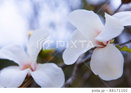 モクレンの花のクローズアップ モクレンの花のクローズアップ 88171102