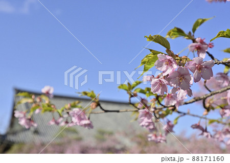 清凉寺(嵯峨釈迦堂)本堂と河津桜 清凉寺(嵯峨釈迦堂)本堂と河津桜 88171160