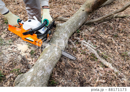 チェーンソーによる裏山の伐採作業 チェーンソーによる裏山の伐採作業 88171173