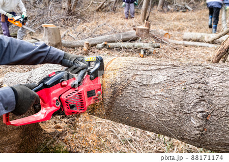 チェーンソーによる裏山の伐採作業 88171174