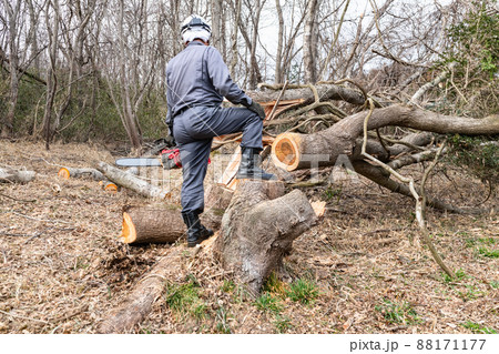 チェーンソーによる裏山の伐採作業 88171177