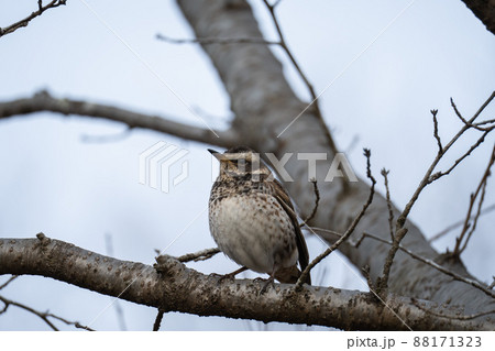 冬時期のまん丸なツグミ 冬時期のまん丸なツグミ 88171323