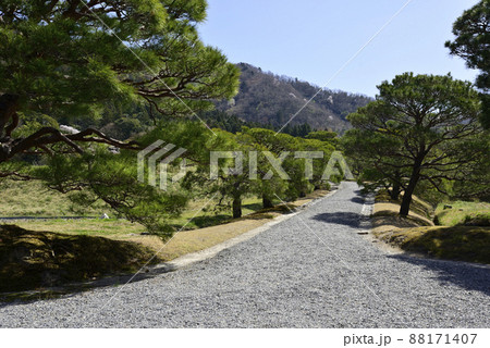 修学院離宮　松並木 88171407