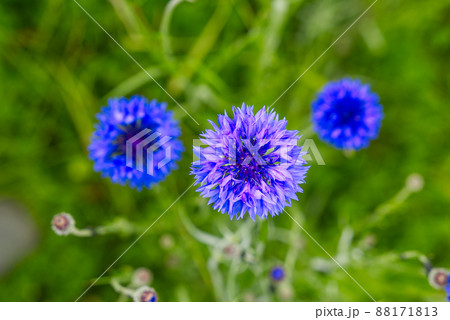 blue bee cornflower, close up on natural background blue bee cornflower, close up on natural background 88171813