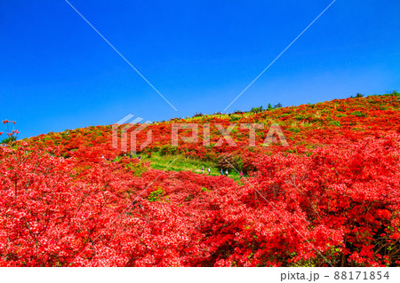 葛城山の鮮やかなヤマツツジ 88171854